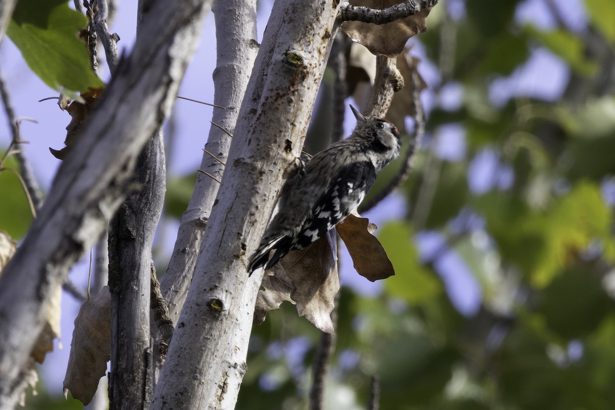 Lesser Spotted Woodpecker - Megan Howard