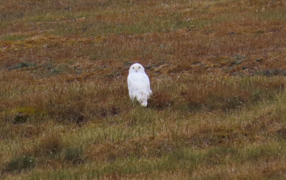 Snowy Owl - ML623807312