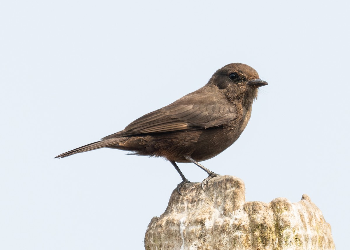 Vermilion Flycatcher (obscurus Group) - ML623807438