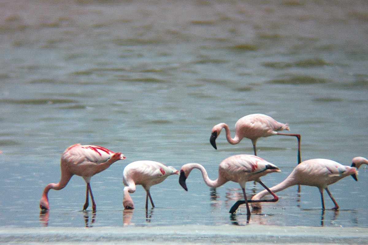Lesser Flamingo - ML623807476