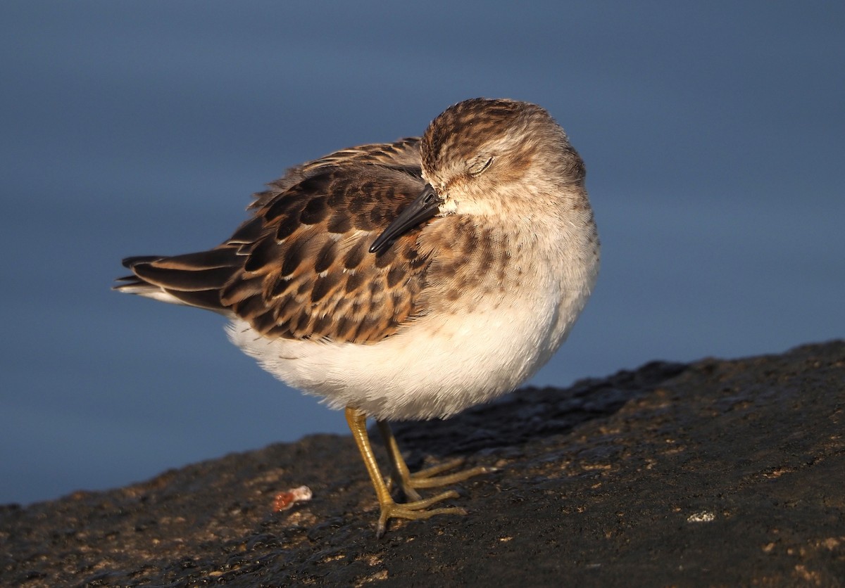 Least Sandpiper - ML623807492