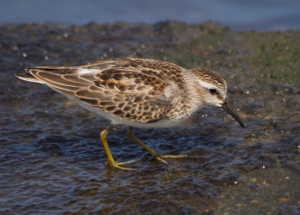 Least Sandpiper - ML623807494