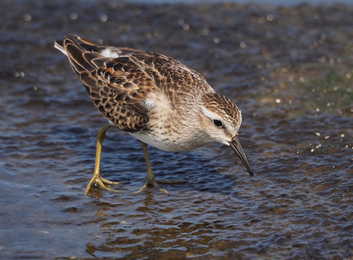 Least Sandpiper - ML623807495