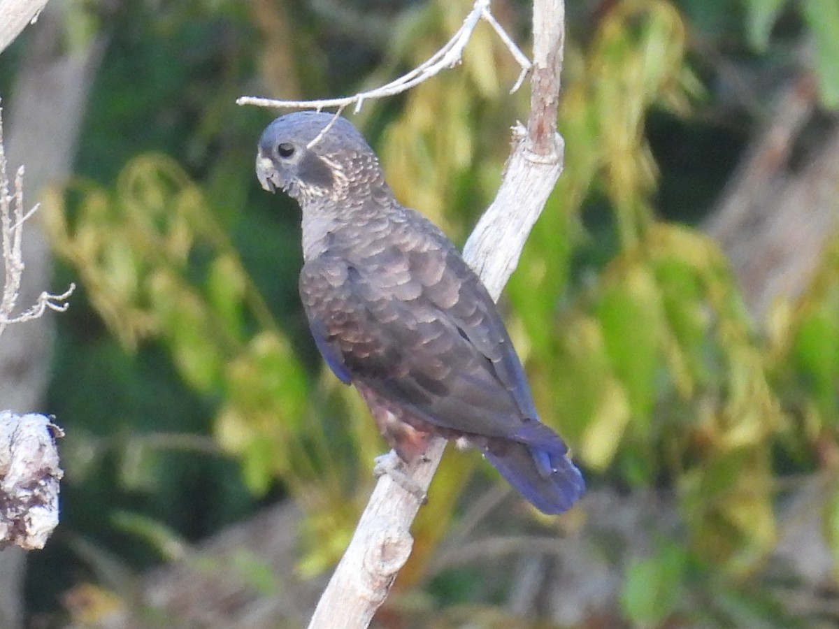 Dusky Parrot - ML623807505