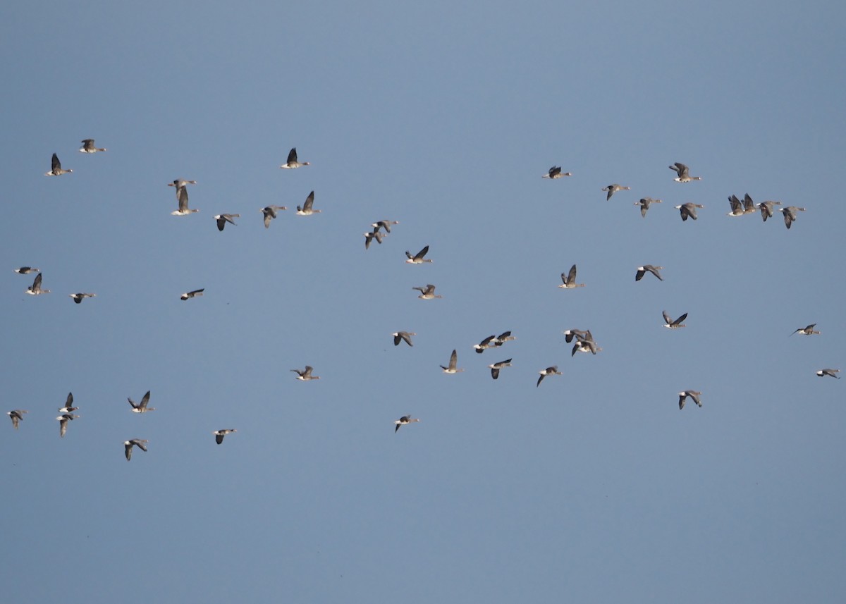 Greater White-fronted Goose (Eurasian) - ML623807507