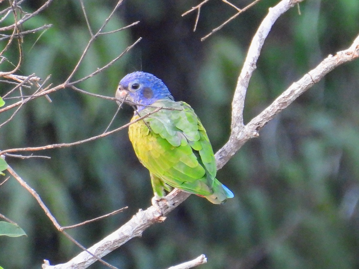 Blue-headed Parrot - Lisa Schibley