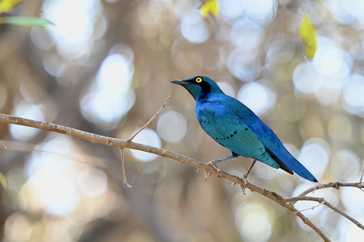 Greater Blue-eared Starling - ML623807528