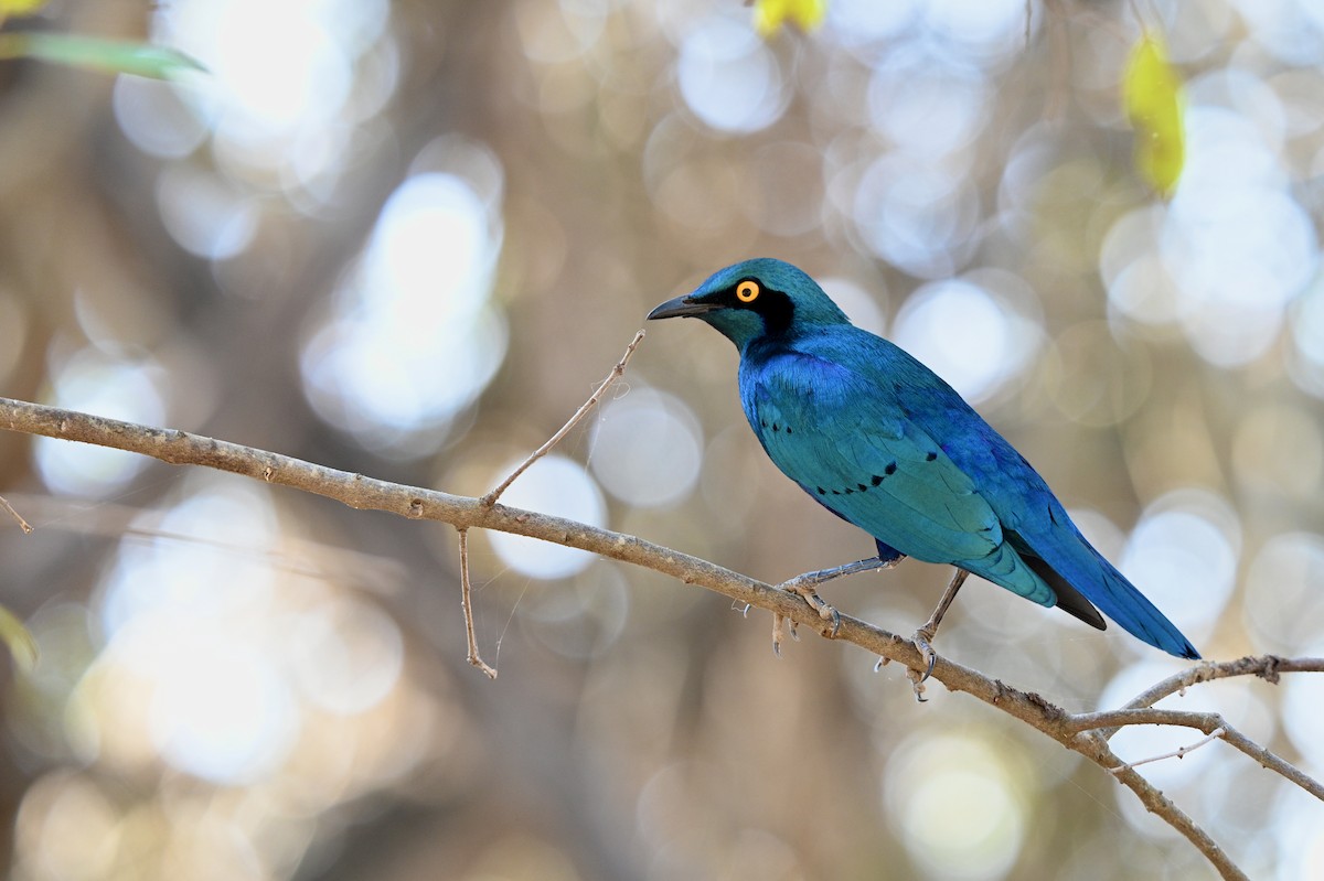 Greater Blue-eared Starling - ML623807529