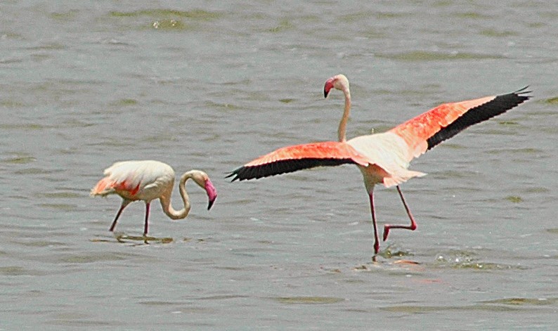 Greater Flamingo - ML623807538