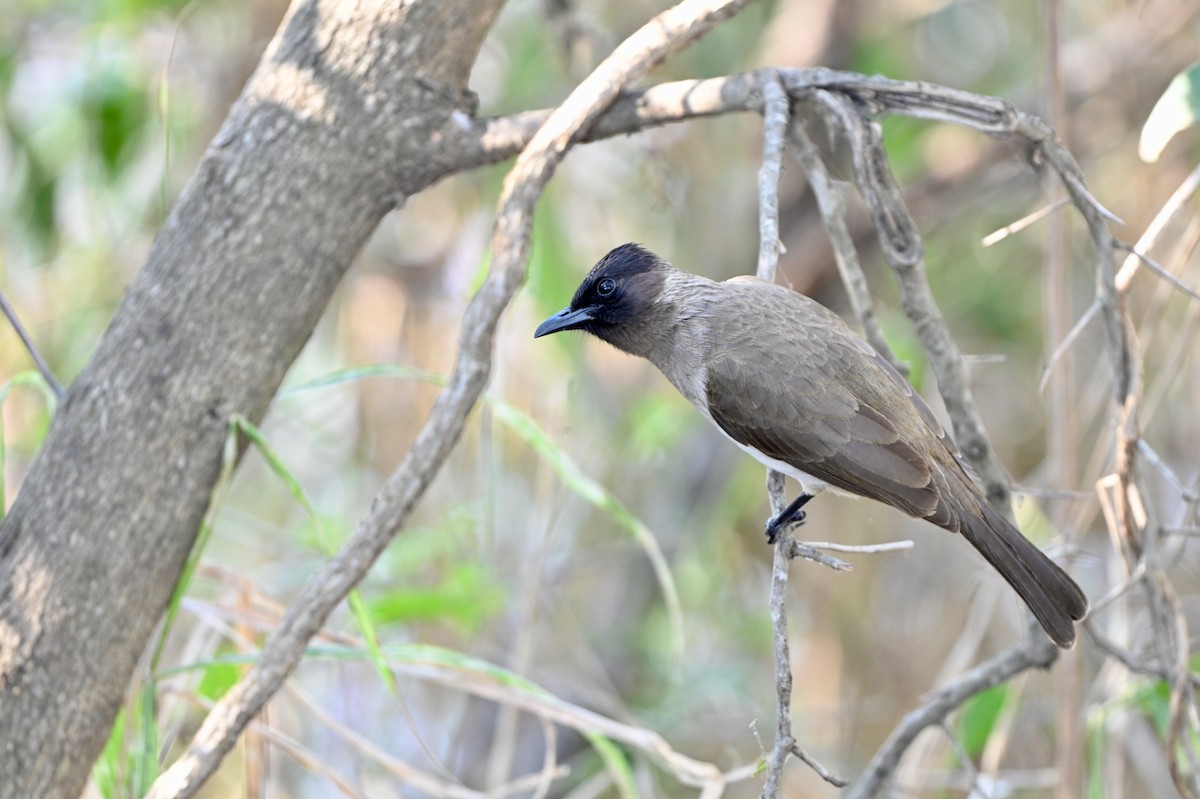 Common Bulbul (Dark-capped) - ML623807556