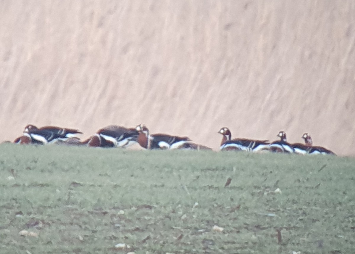 Red-breasted Goose - ML623807561