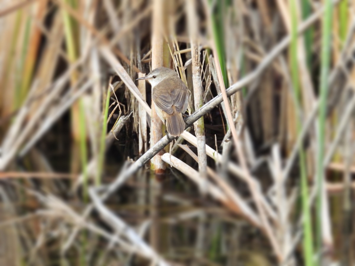 Lesser Swamp Warbler - Usha Tatini