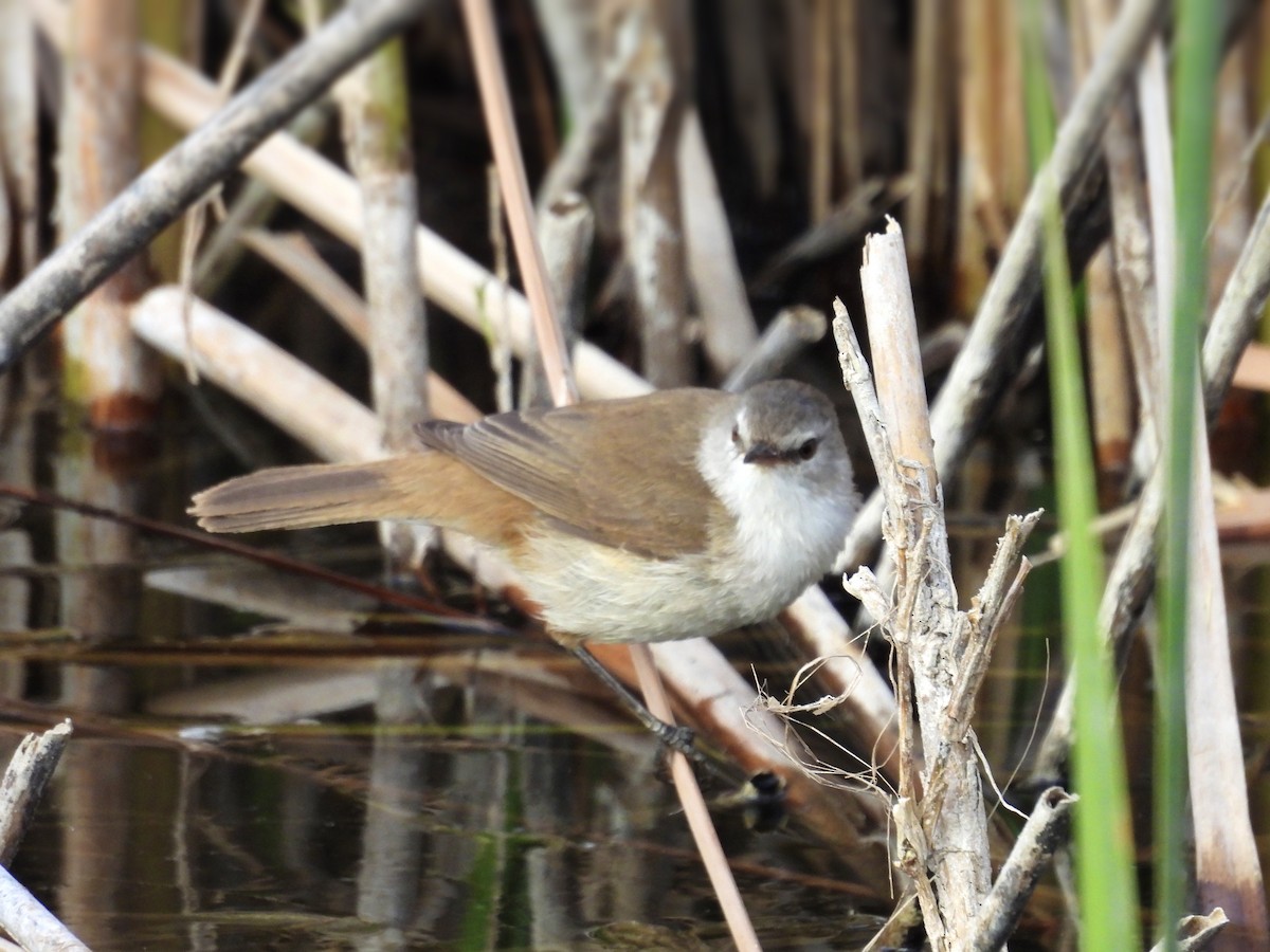 Lesser Swamp Warbler - Usha Tatini