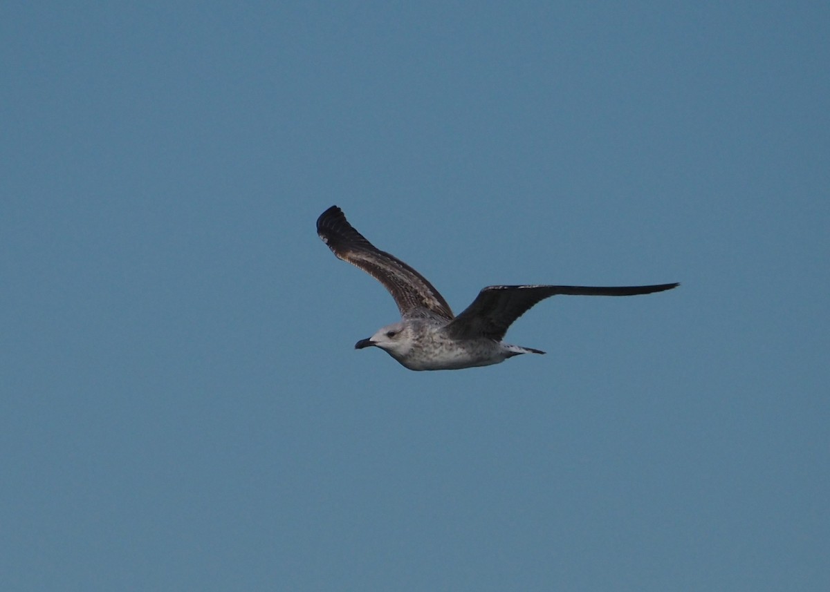 Yellow-legged Gull (michahellis) - ML623807615