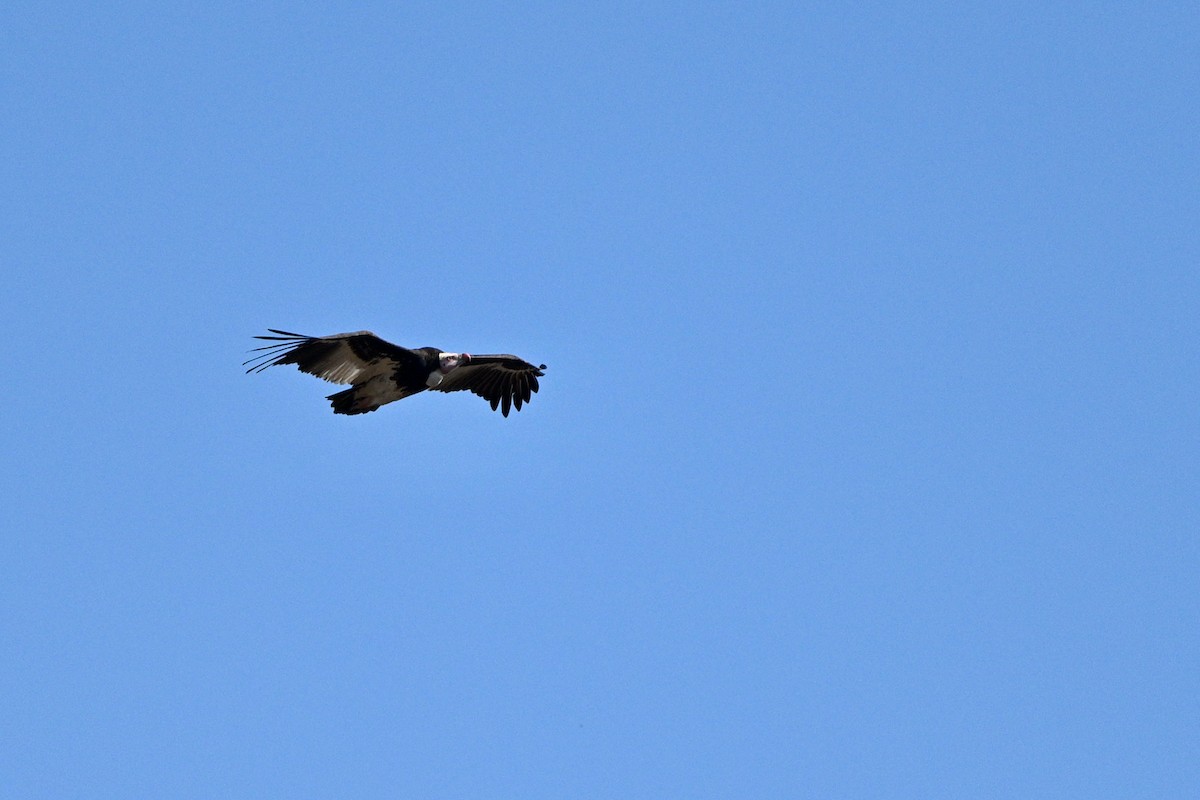 White-headed Vulture - ML623807649