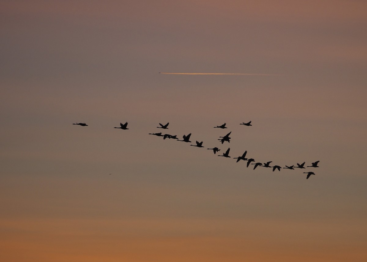 Tundra Swan (Bewick's) - ML623807658