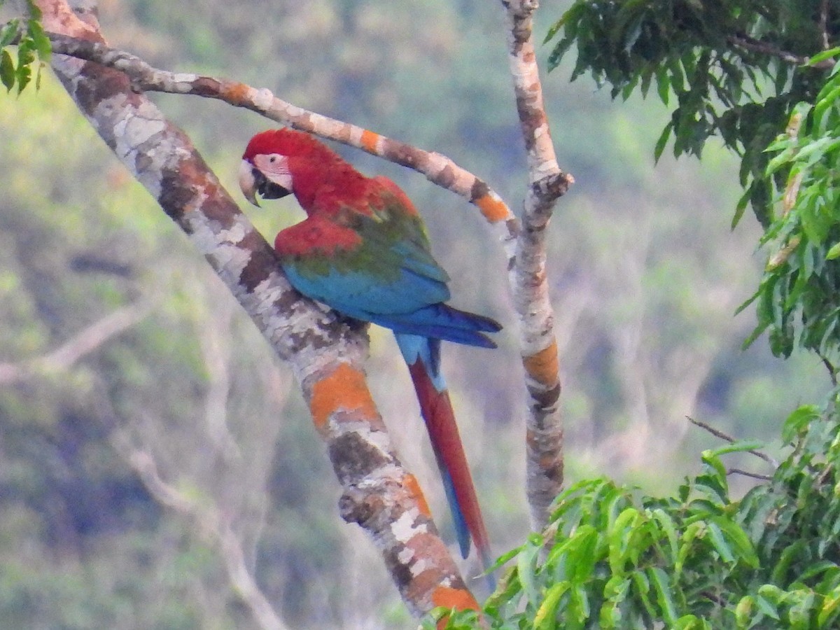 Red-and-green Macaw - ML623807672