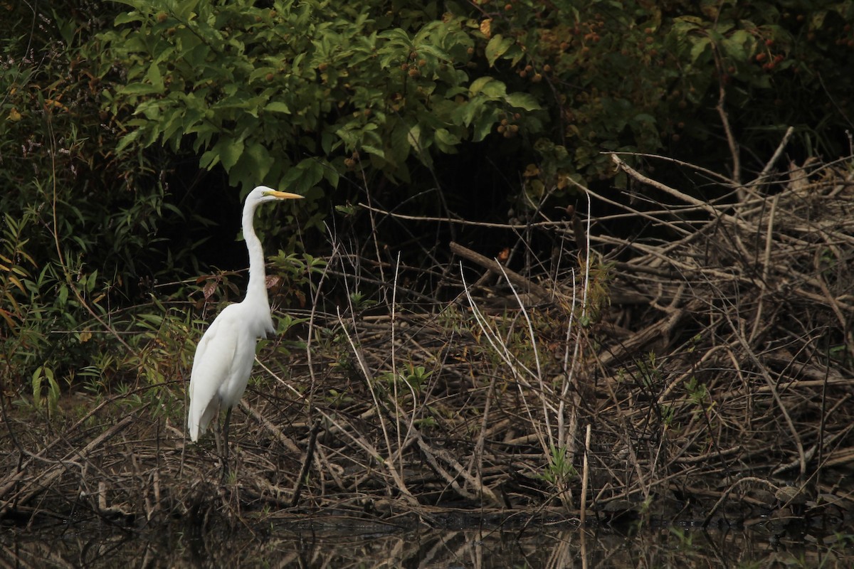 Great Egret - Ty Smith