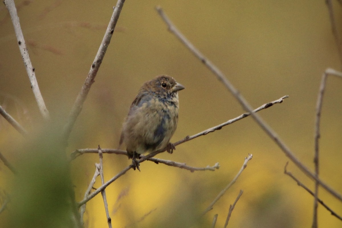 Indigo Bunting - ML623807731