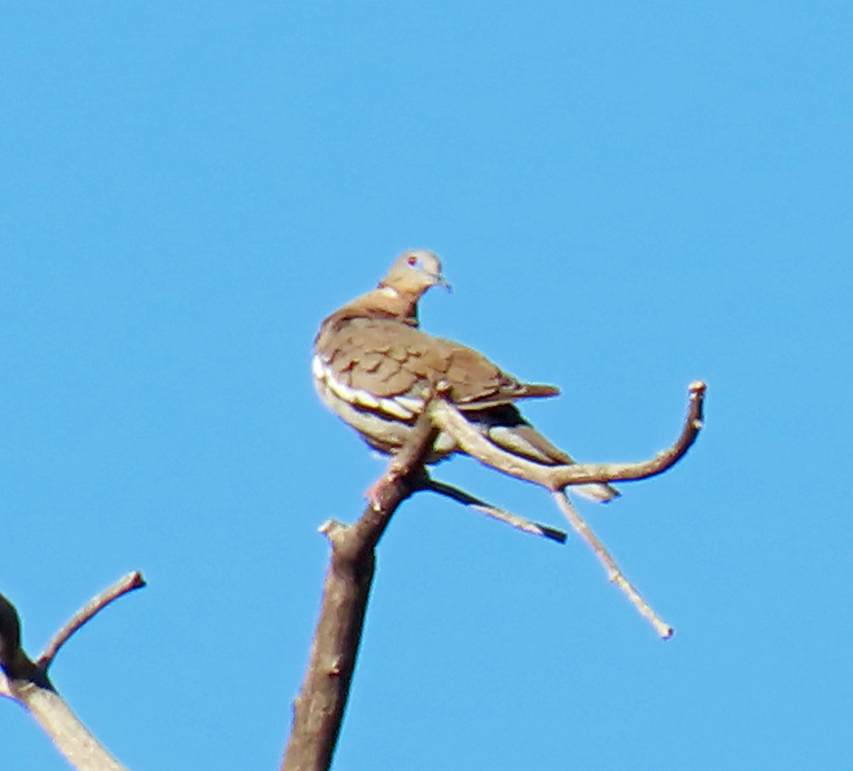 White-winged Dove - JoAnn Potter Riggle 🦤