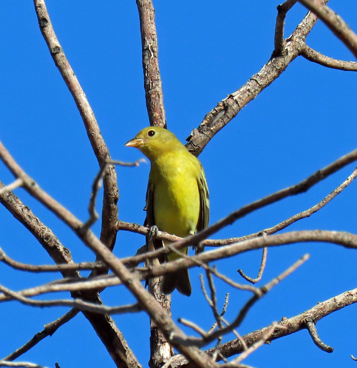 Western Tanager - ML623807767