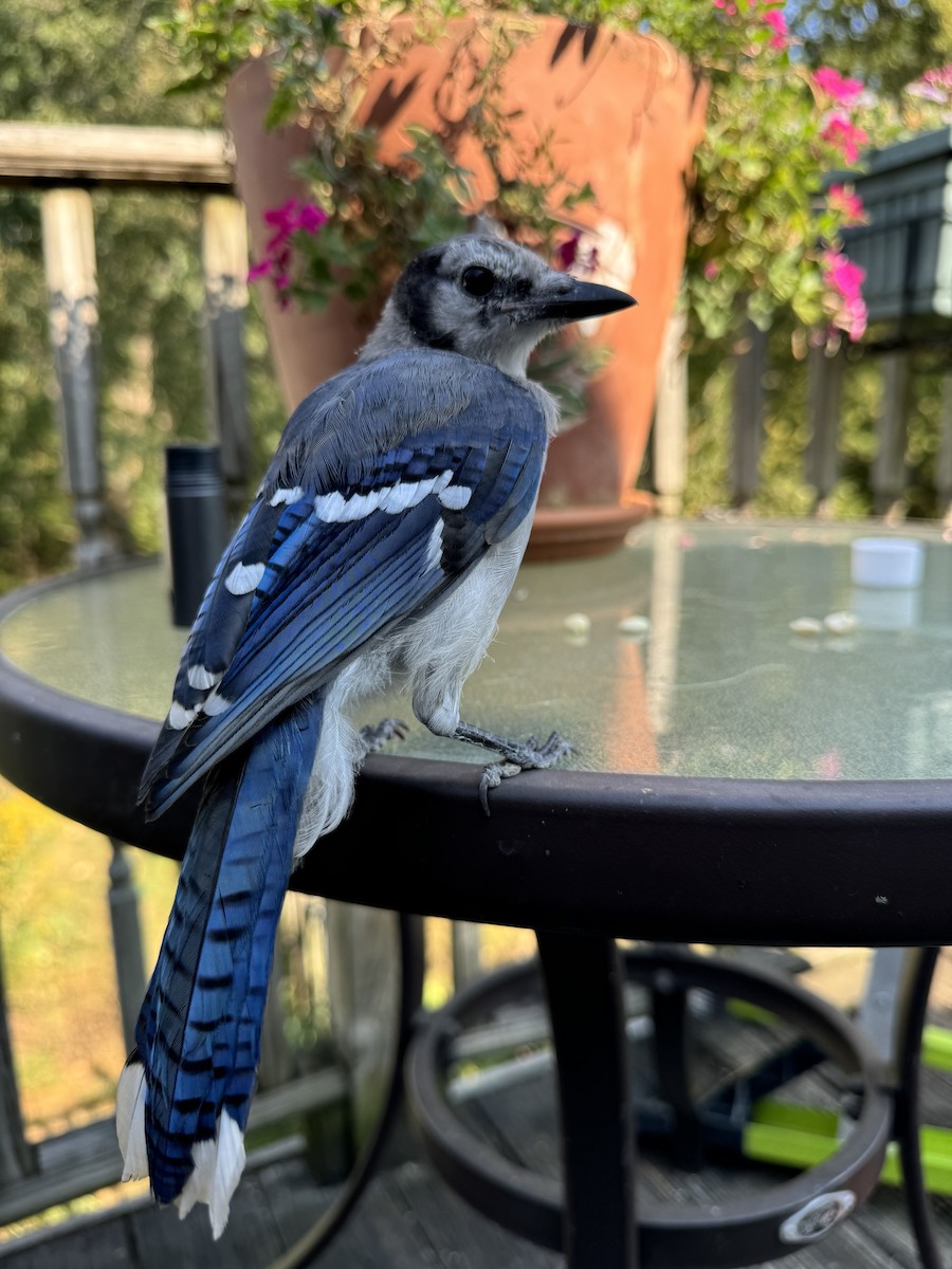 Blue Jay - ML623807799