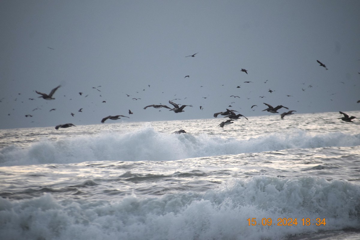 Peruvian Pelican - ML623807827