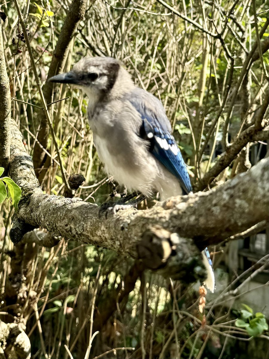 Blue Jay - ML623807860