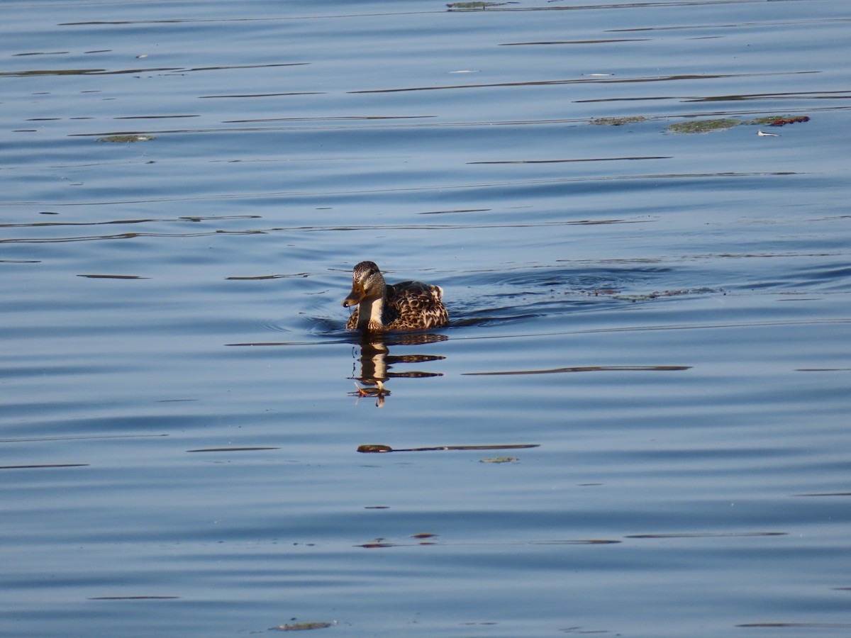 Mallard - ML623807870