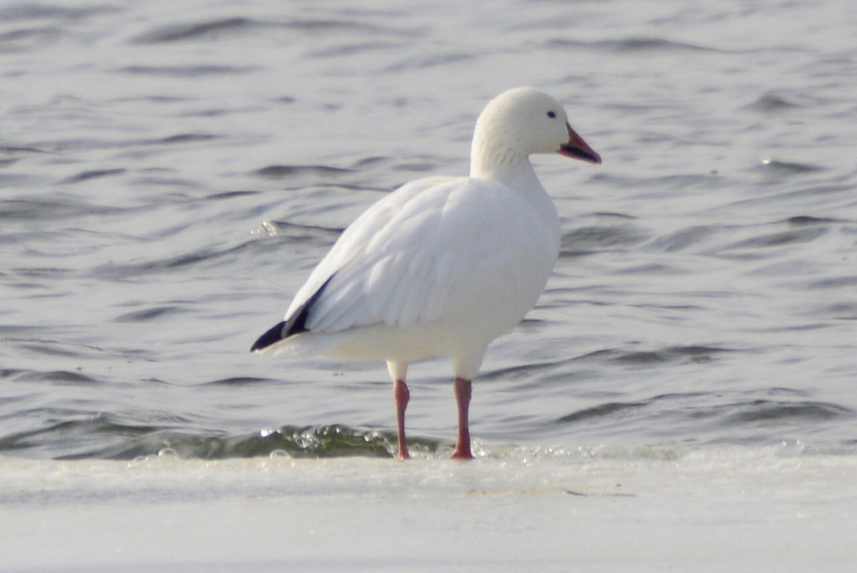 Snow Goose - ML623807889