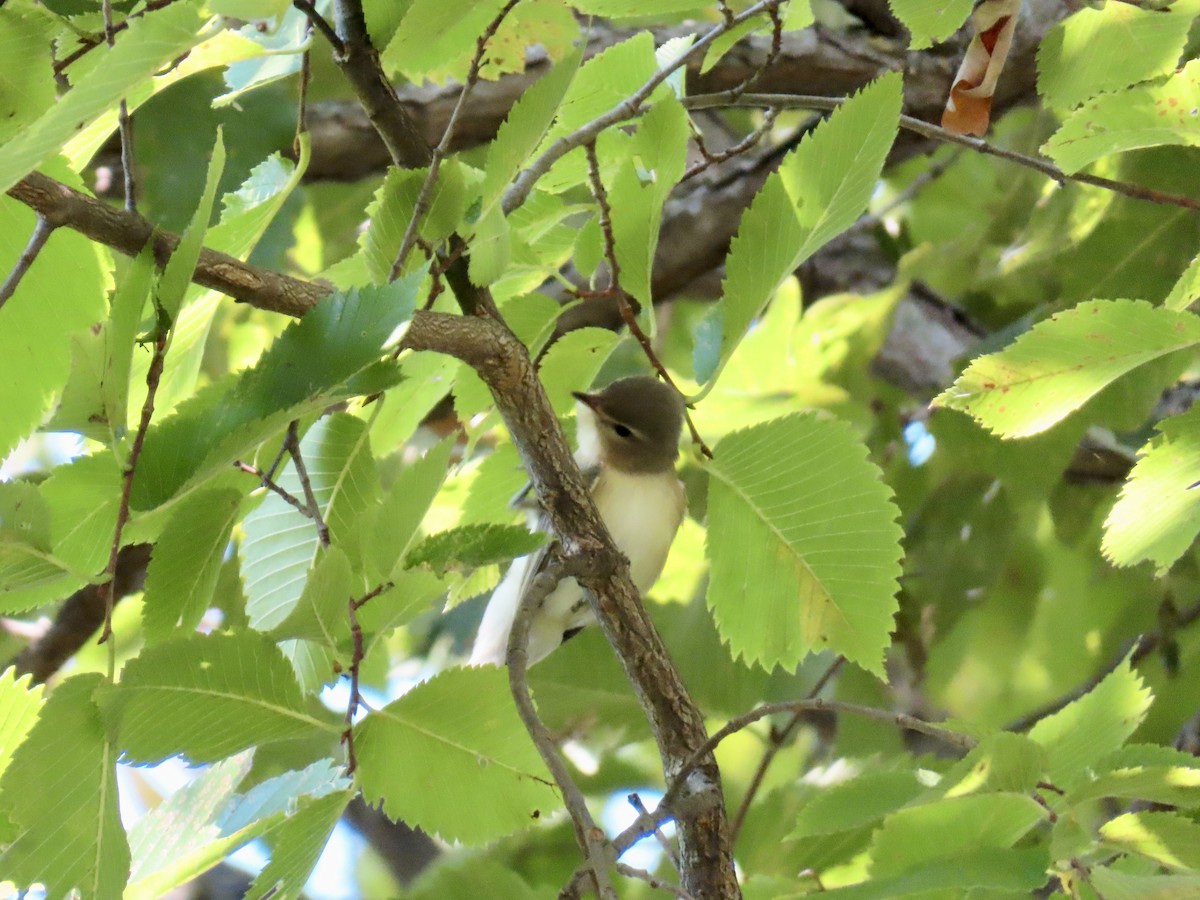 Warbling Vireo - ML623807892