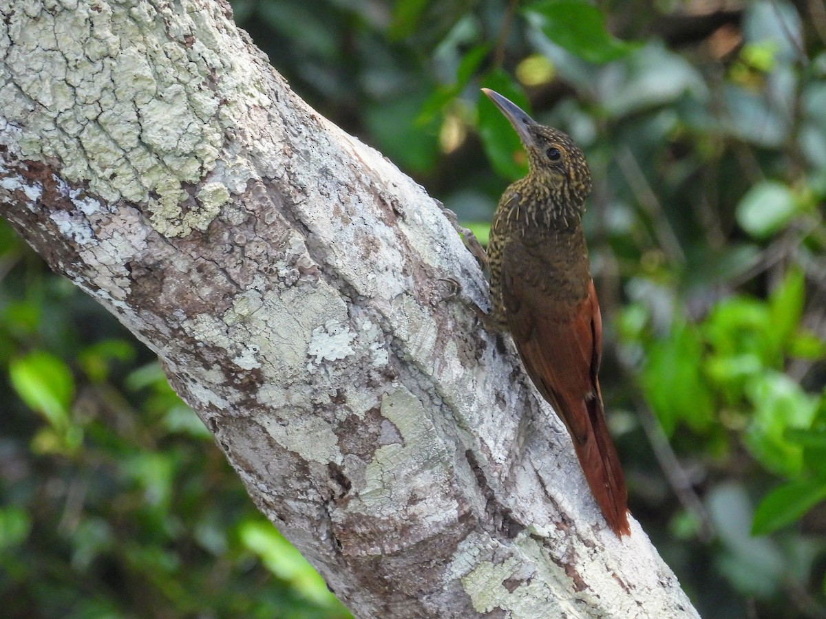 Chestnut-rumped Woodcreeper - ML623807906