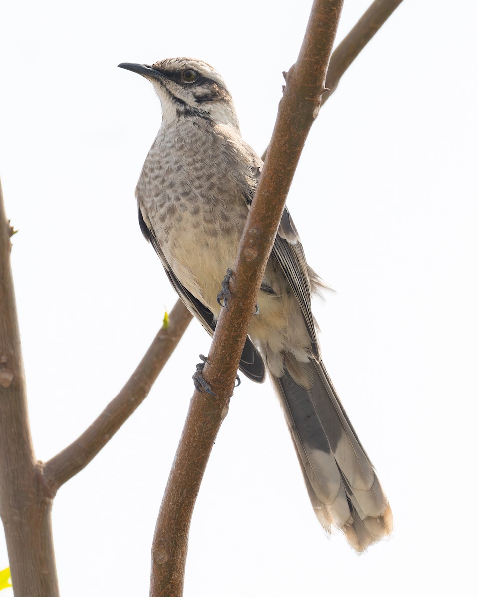 Long-tailed Mockingbird - ML623807908