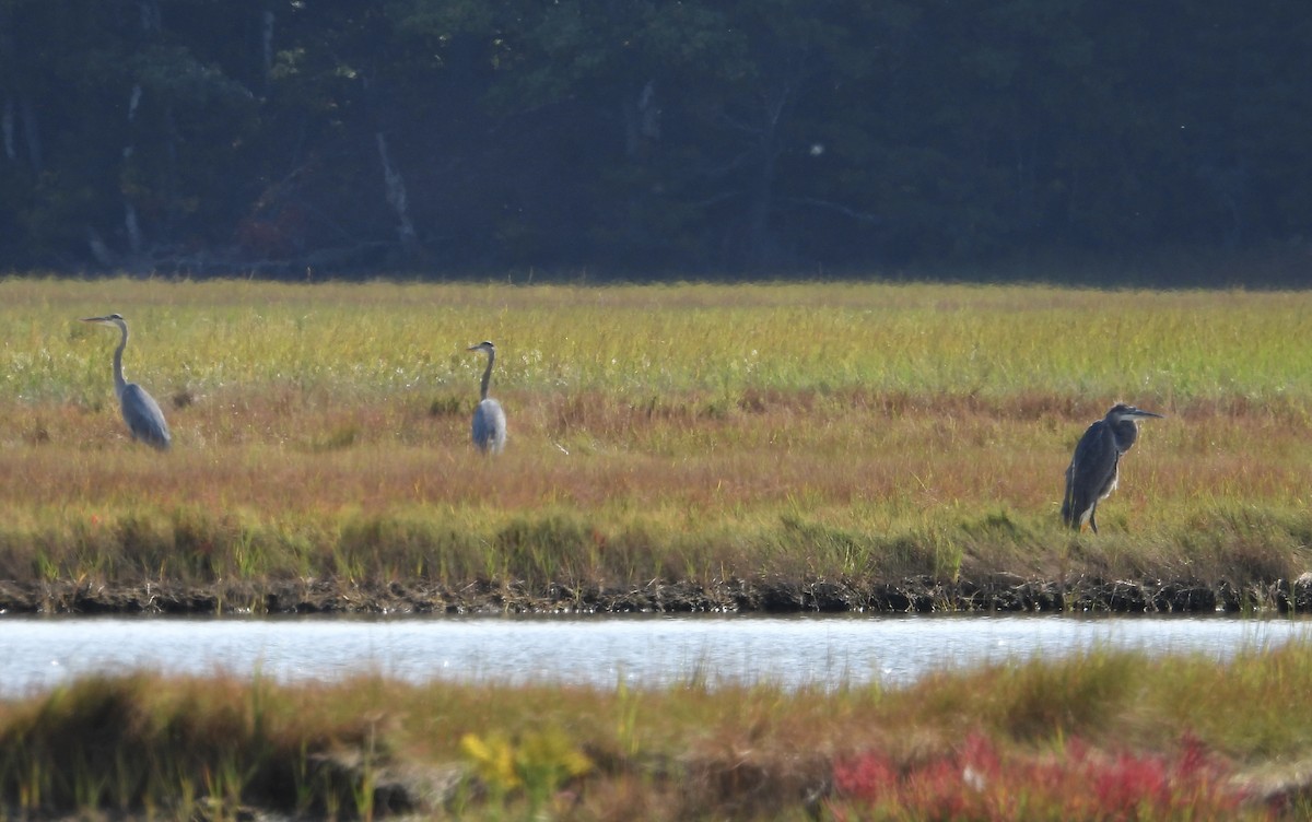 Great Blue Heron - Stacey Huth