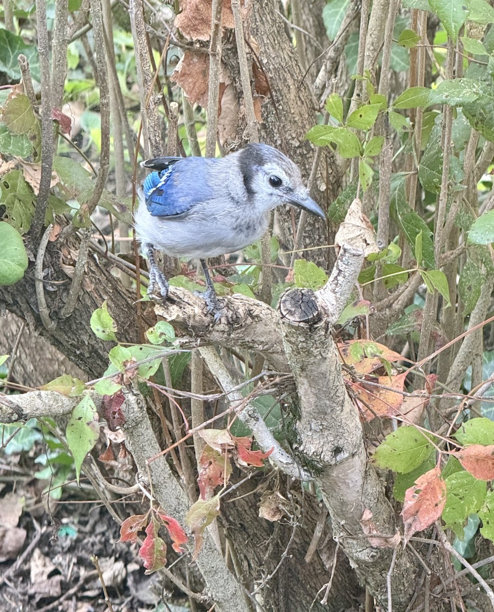 Blue Jay - ML623807926