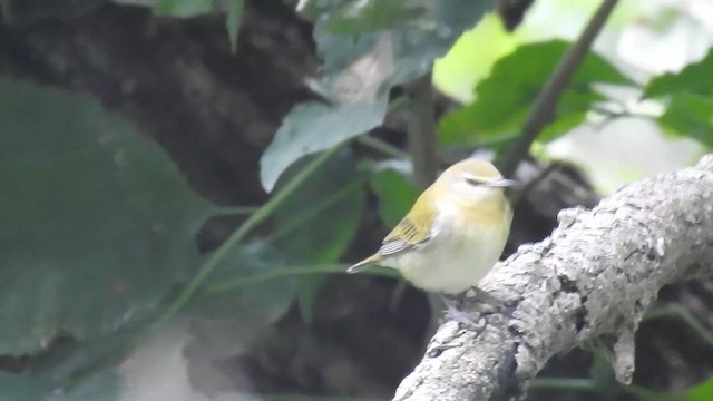møllparula - ML623807958
