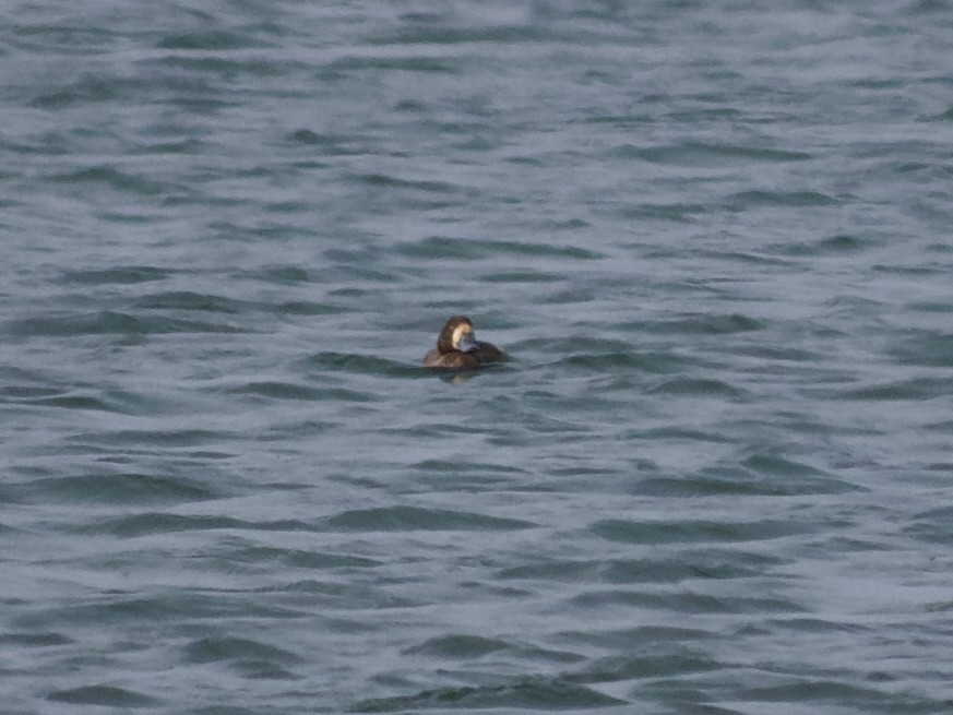 Greater Scaup - ML623807991