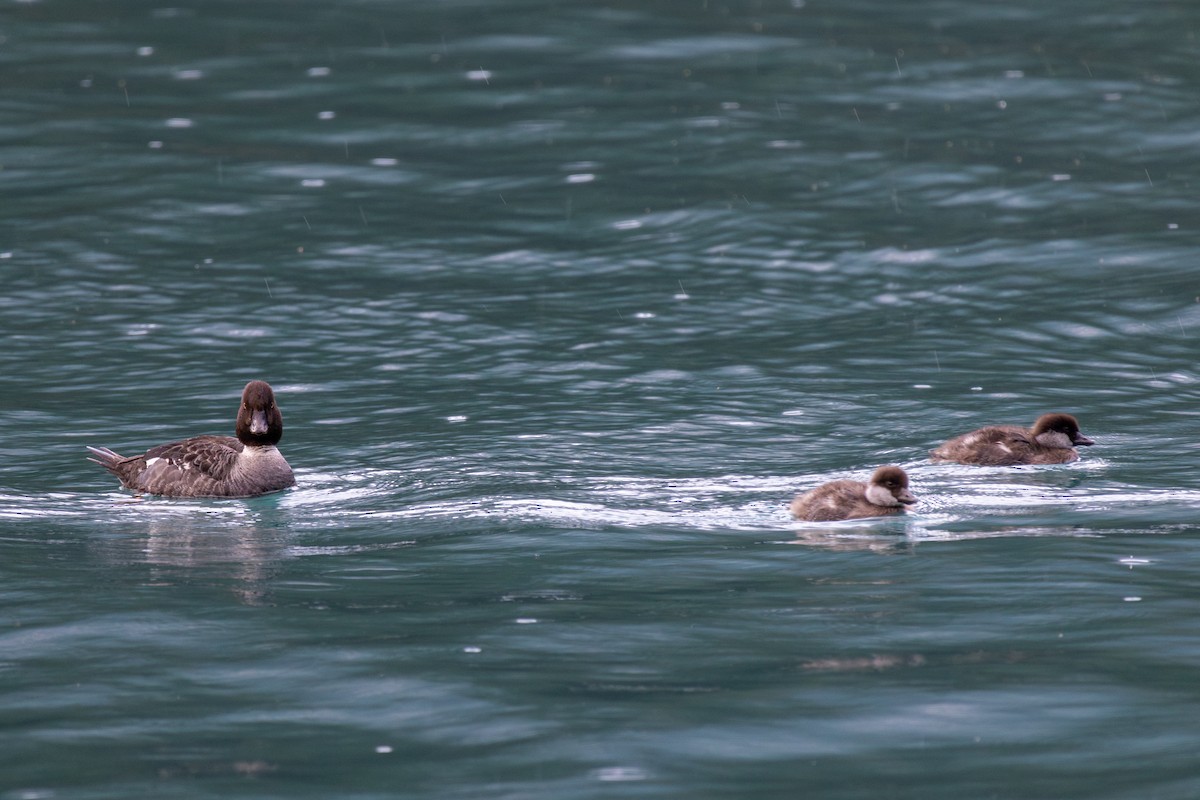 Barrow's Goldeneye - ML623808011