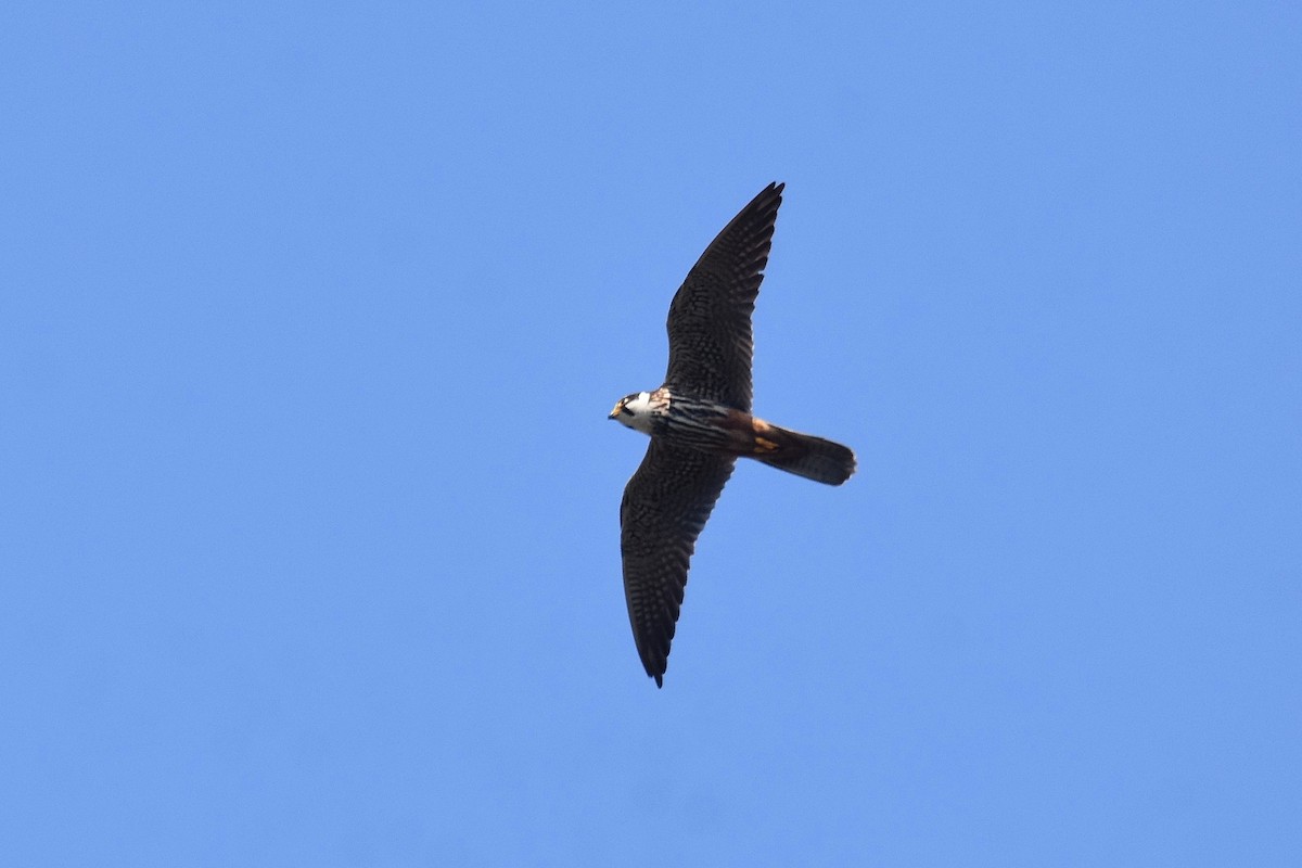 Eurasian Hobby - ML623808013