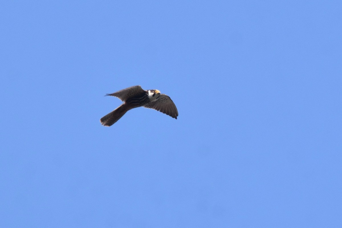 Eurasian Hobby - ML623808014