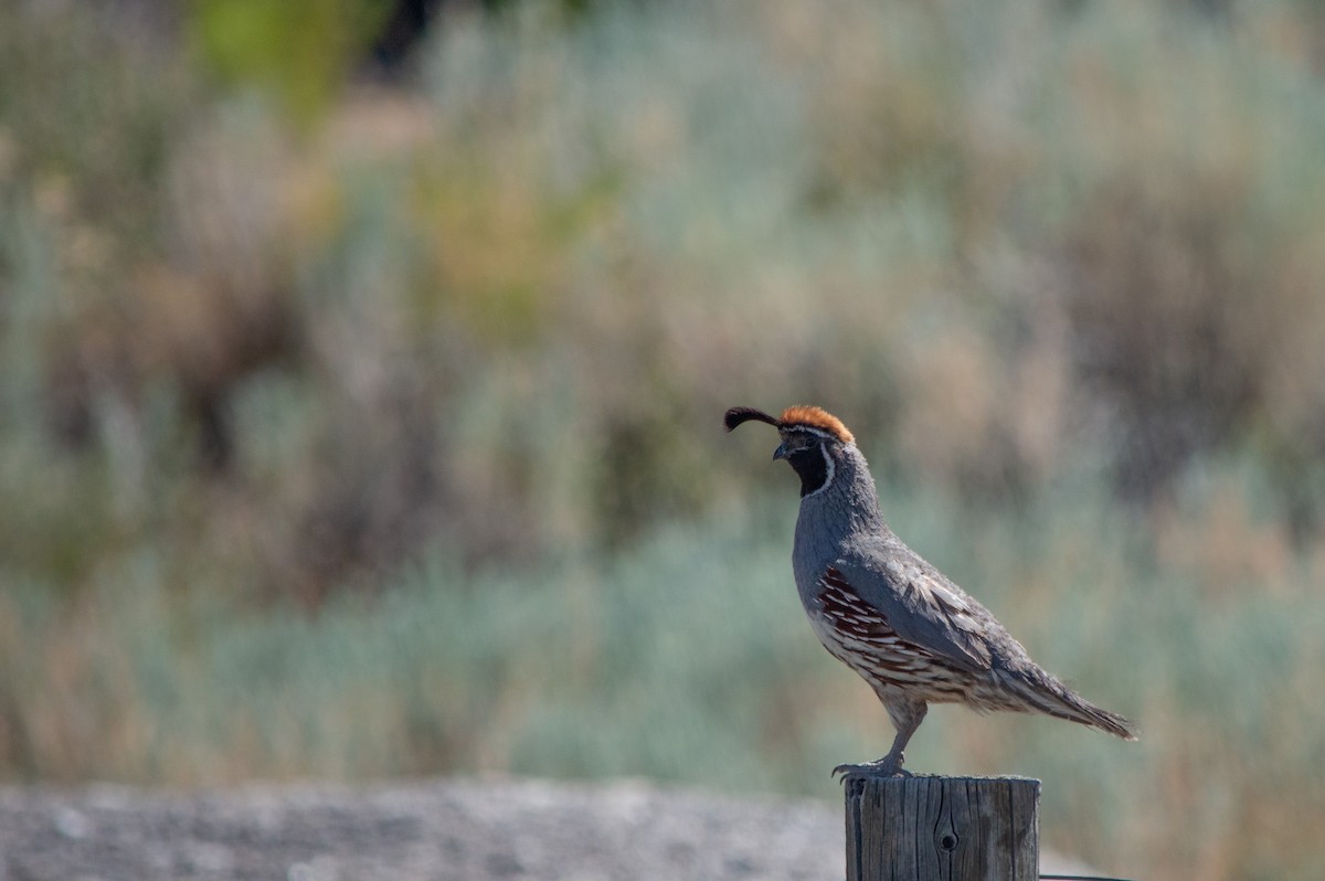 Gambel's Quail - ML623808027