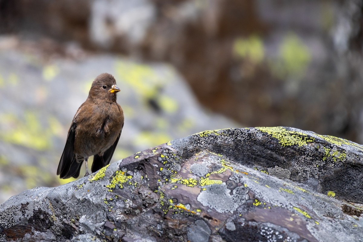 Gray-crowned Rosy-Finch - Rain Saulnier