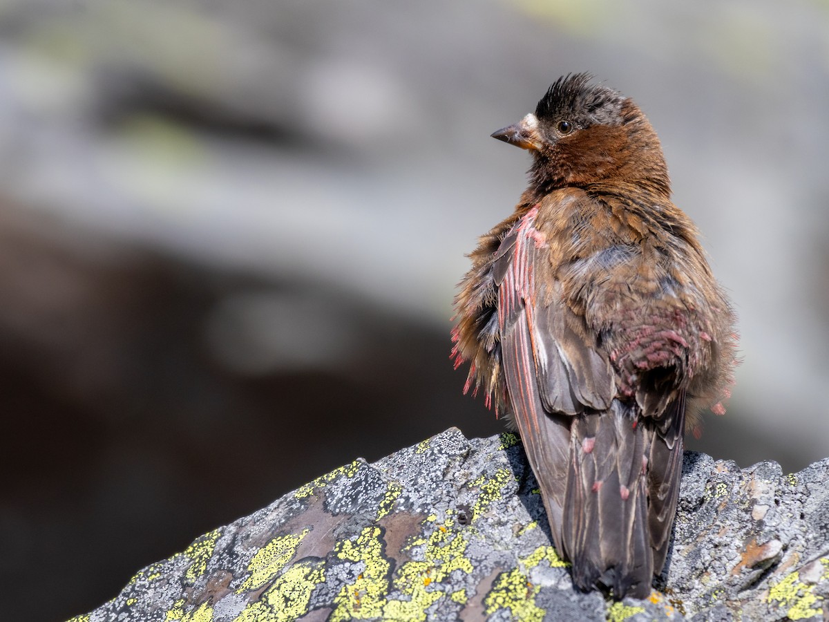 Gray-crowned Rosy-Finch - ML623808052