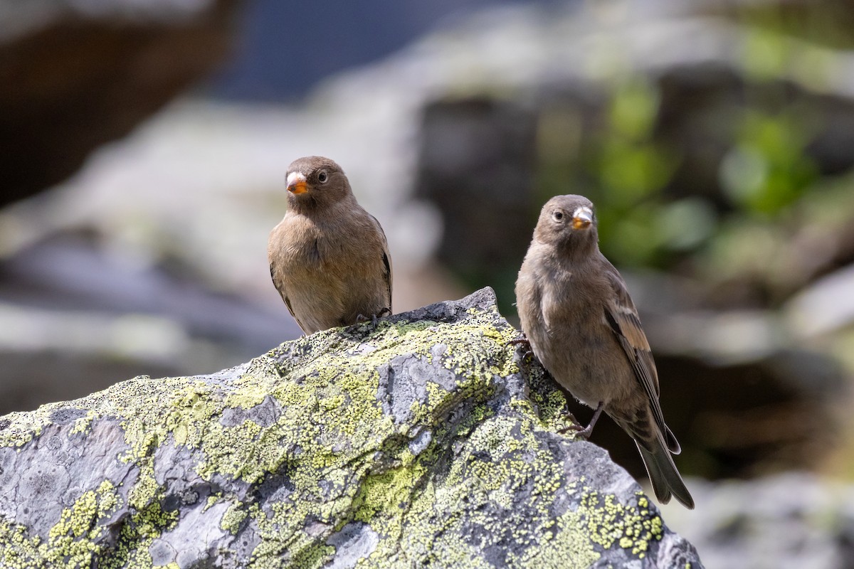 Gray-crowned Rosy-Finch - ML623808053