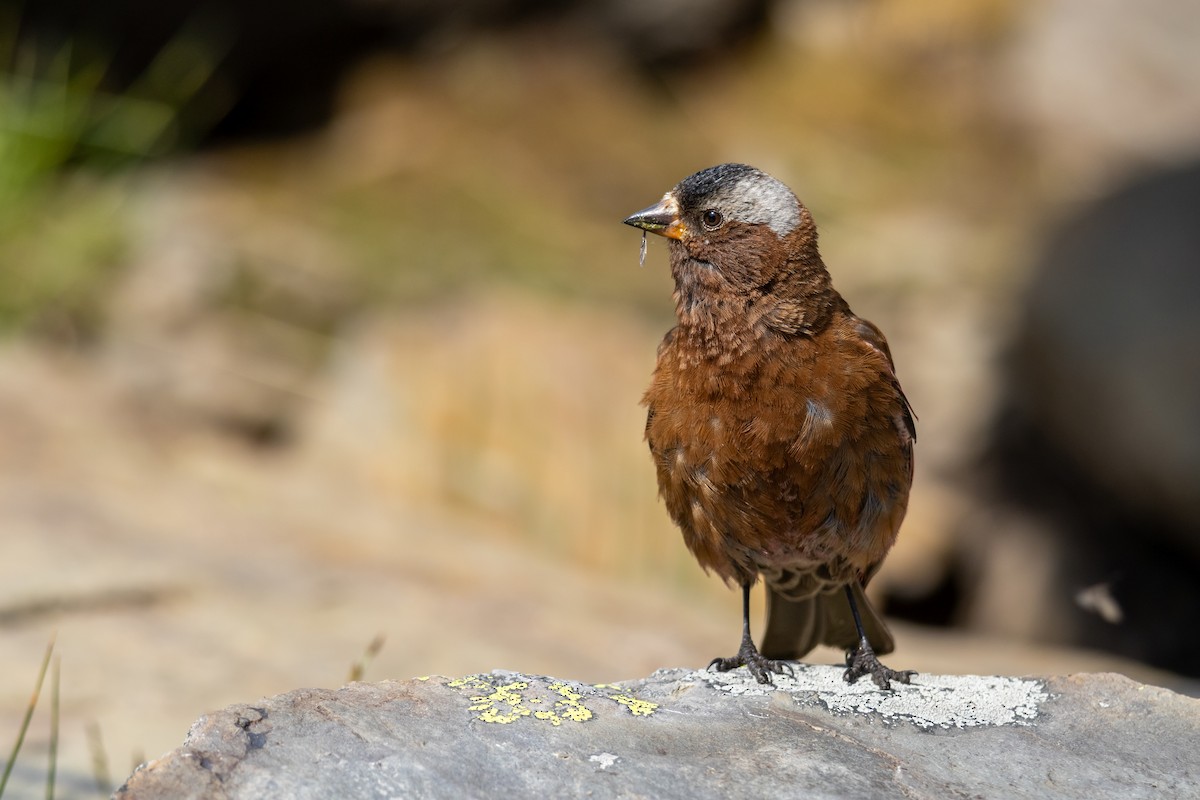 Gray-crowned Rosy-Finch - ML623808054