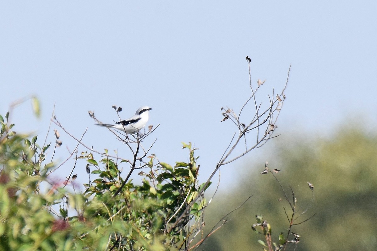 Great Gray Shrike - ML623808058