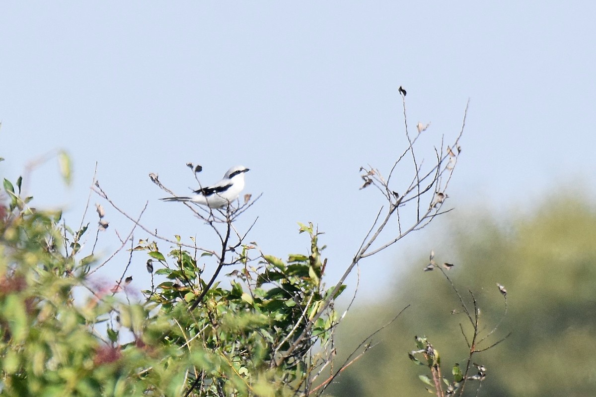 Great Gray Shrike - ML623808059