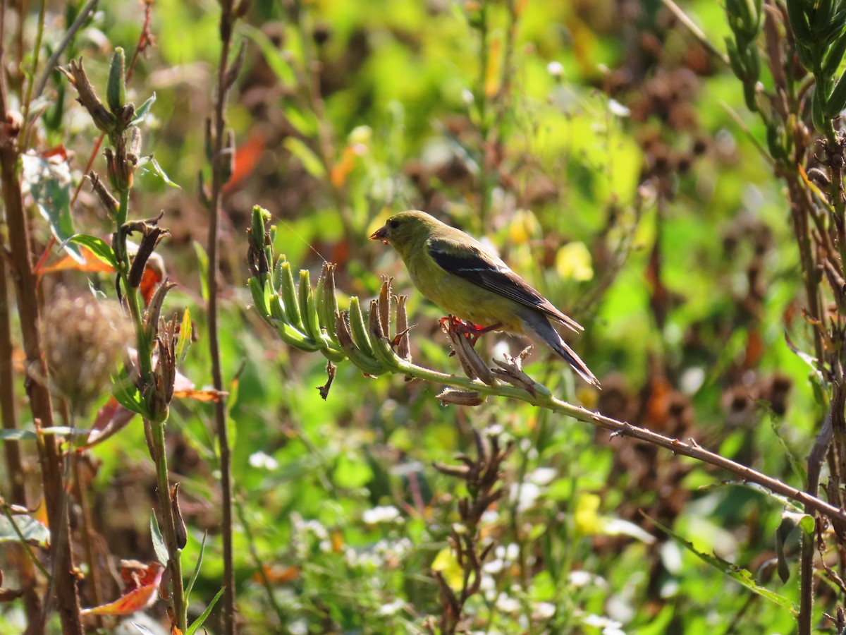 American Goldfinch - ML623808087