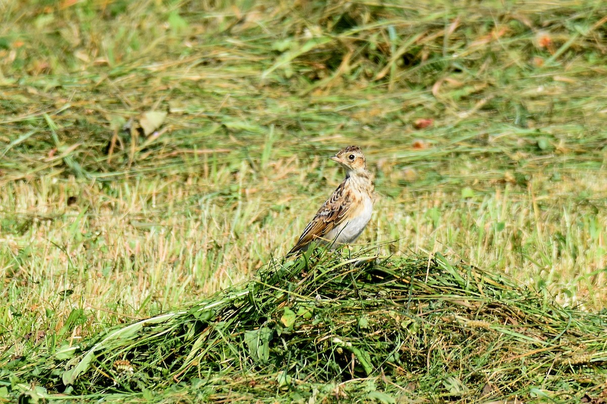 Eurasian Skylark - ML623808108