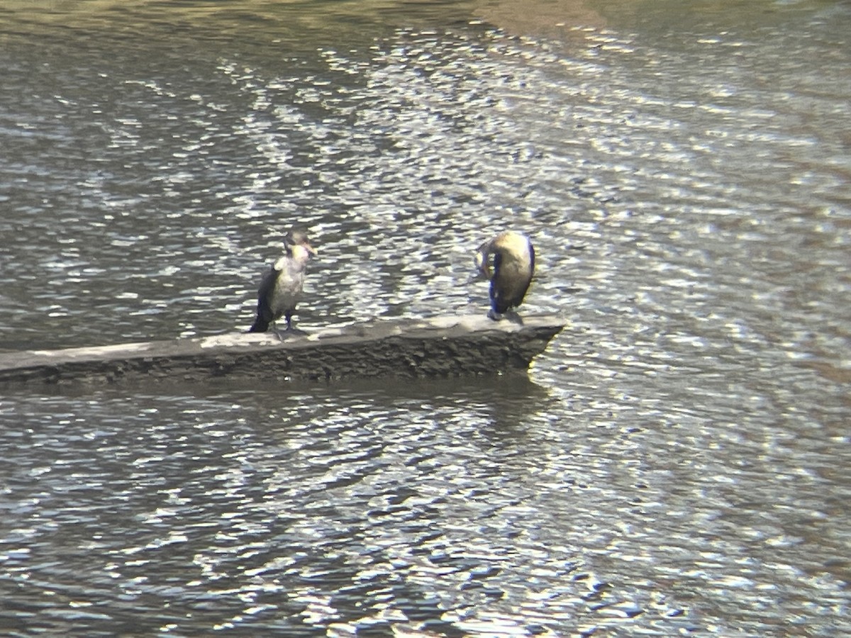 Double-crested Cormorant - ML623808109